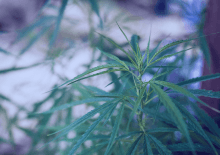 Arkansas Marijuana Tax Revenue 2026.png