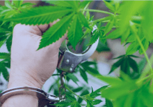 How Many Marijuana Arrests in Arkansas.png